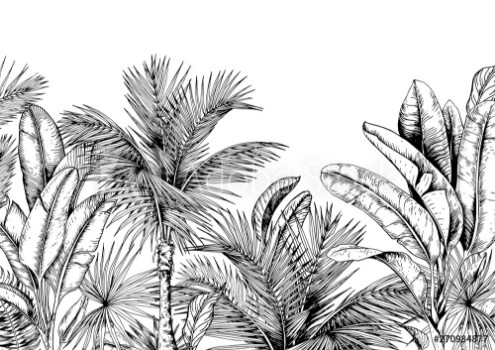Picture of Tropical card with palm trees and banana leaves Black and white Hand drawn vector illustration